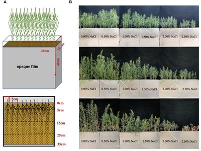 The curvilinear responses of biomass accumulation and root morphology to a soil salt-nitrogen environment reflect the phytodesalination capability of the euhalophyte Suaeda salsa L.